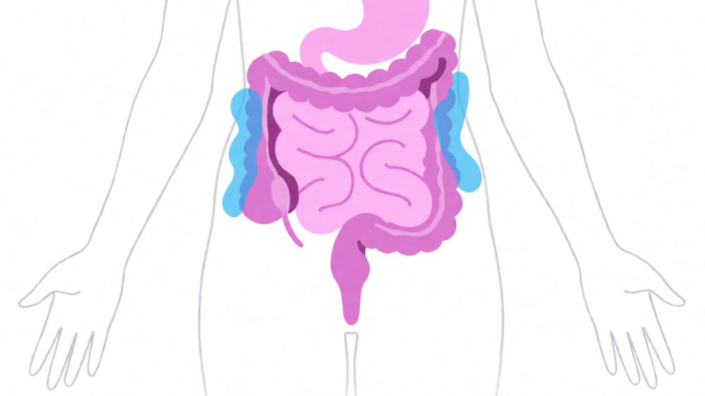 Infografía con ilustración del intestino